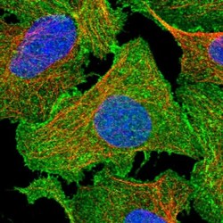 EPB41L5 Antibody, Novus Biologicals:Antibodies:Primary Antibodies